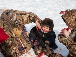 Kisah Fotografer Hidup Bareng Pemakan Rusa Mentah di Kutub