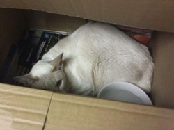 Kucing Ini Mampu Bertahan Hidup Setelah 8 Hari Terperangkap di Paket Pos