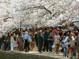 Penampakan Bunga Sakura Mekar di Washington DC, AS