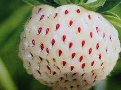 Warga Australia Kini Bisa Menikmati Buah Strawberry Putih Rasa Nanas Warga Australia Kini Bisa Menikmati Buah Strawberry Putih Rasa Nanas