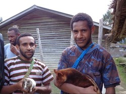 Warga Papua Nugini Didorong Kembangbiakkan Marmot untuk Sumber Protein