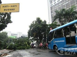 Ada Pohon Tumbang di Dekat Masjid Istiqlal, Jalur TransJ Tertutup