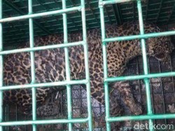 Di Ciamis, Seekor Macan Tutul Terluka setelah Terjerat Perangkap Warga