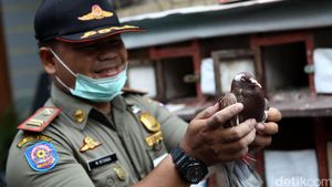 Razia dan Pemusnahan Unggas