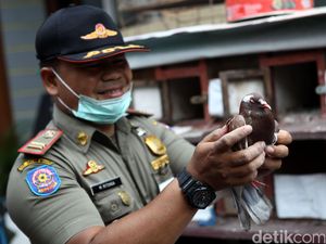 Razia dan Pemusnahan Unggas