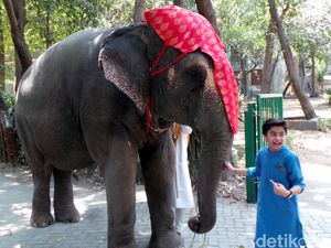 Neel Sethi Alami Kesulitan Saat Beradegan dengan Bison Neel Sethi Alami Kesulitan Saat Beradegan dengan Bison