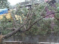 2 Orang Tewas Tertimpa Pohon Tumbang di Yogyakarta