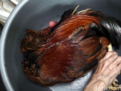 Flu Burung Serang Hong Kong dan Taiwan, Begini Dampaknya