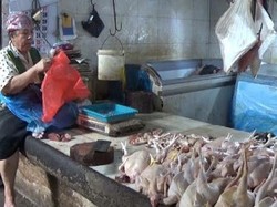 Virus Flu Burung Merebak, Harga Daging Ayam di Surabaya Merosot