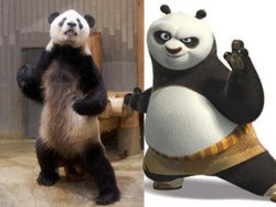 Kung Fu Panda Sungguhan Ada di Tokyo!