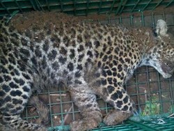 Macan Tutul Ditangkap di Perkampungan di Tasikmalaya