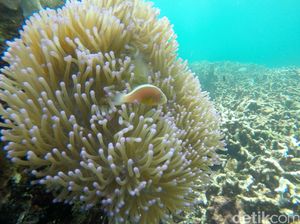 Anugerah Pesona Wisata Indonesia 2016 Siap Digelar 16 September Mendatang