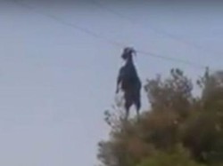 Video: Aksi Penyelamatan Kambing Yunani yang Tersangkut Kabel Listrik