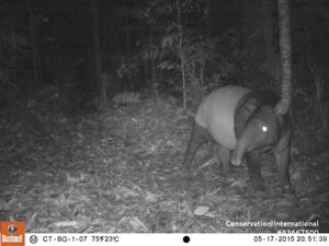 Lebih Dekat dengan Hewan Langka Tapir, yang Tertangkap Kamera di TNBG