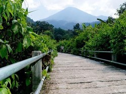 Ssst.. Ada Jembatan yang Dilewati Macan Tutul di Gede Pangrango