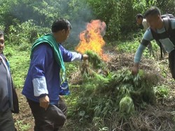 Polisi Temukan Ladang Ganja Seluas 4 Hektare di Madina Sumut