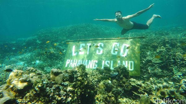 Risers Nikmati Keindahan Bawah Laut Pahawang