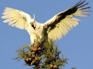 Kapal Pembawa Satwa Dilindungi ke Filipina Ditangkap di Halmahera