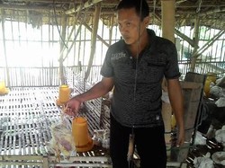 Lagi, Ribuan Unggas di Lamongan Mati Mendadak