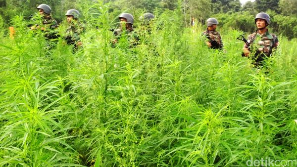 Penampakan Ladang Ganja yang Dimusnahkan Kapolri