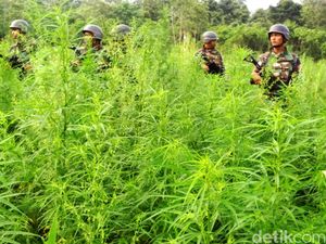 Penampakan Ladang Ganja yang Dimusnahkan Kapolri