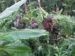 Satgas Pamtas TNI Temukan Ladang Ganja di Perbatasan Papua New Guinea