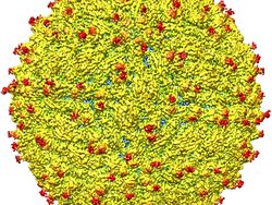 Terbukti! Tiga Riset Pastikan Virus Zika Dapat Susutkan Otak Tikus