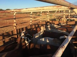 Australia Harap Indonesia Impor 200 Ribu Sapi untuk Caturwulan Kedua 2016