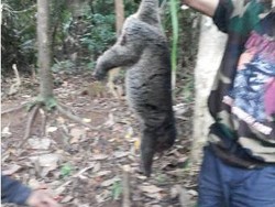 Video Aktivitas Santoso di Tengah Hutan: Masak dan Potong Hewan