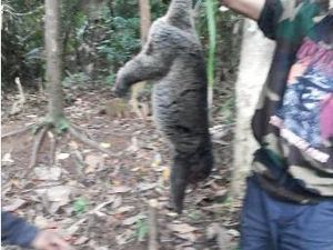 Video Aktivitas Santoso di Tengah Hutan: Masak dan Potong Hewan Video Aktivitas Santoso di Tengah Hutan: Masak dan Potong Hewan