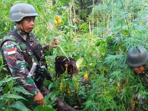 Untuk Ketiga Kalinya Pasukan TNI Temukan Ladang Ganja di Perbatasan RI-PNG