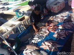 Begini Caranya Patin Vietnam Masuk RI Tanpa Izin