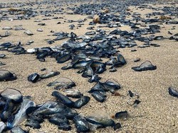 Ribuan Ubur-ubur Biru Serang Pantai Selatan Florida