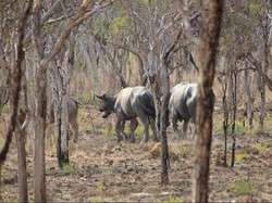 Ahok Ingin Impor Sapi dari India, Kementan: yang Sudah Bisa Kerbau