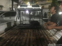 Kisah Anjing yang Dituduh Ngepet di Bekasi