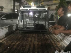 Kisah Anjing yang Dituduh Ngepet di Bekasi Kisah Anjing yang Dituduh Ngepet di Bekasi