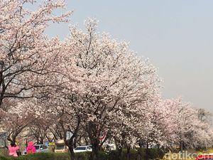 Wisata 7 Hari Lihat Sakura Mekar di Korea Mulai Rp 9,6 Juta di GATF