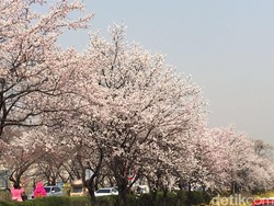 Wisata 7 Hari Lihat Sakura Mekar di Korea Mulai Rp 9,6 Juta di GATF