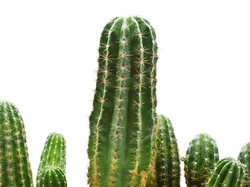 Terungkap, Makan Kaktus Bisa Turunkan Kolesterol Hingga Cegah Kanker