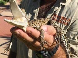 Warga Temukan Anak Buaya Tercecer di Beberapa Lokasi di Broome