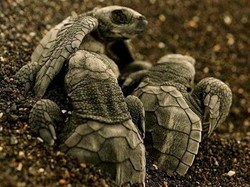 Ratusan Telur Penyu ala Inkubator Mulai Menetas