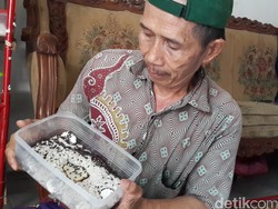 Kontroversi Khasiat Semut Jepang, Peneliti: Studi Masih Tahap Awal