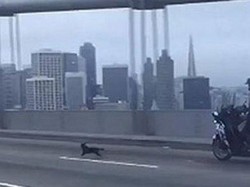 Kabur, Anjing Chihuahua Ini Paksa Polisi Mengejarnya di Jembatan 4 Jalur