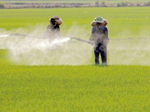 Resep Antihama dari Tiongkok Kuno