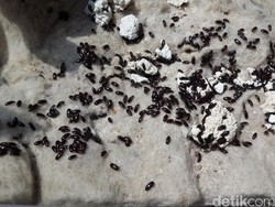 Serangga Kini Populer Jadi Bahan Makanan, Semut Jepang Juga Termasuk