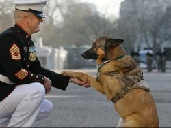 Anjing Perang Afghanistan Dapat Medali Penghargaan