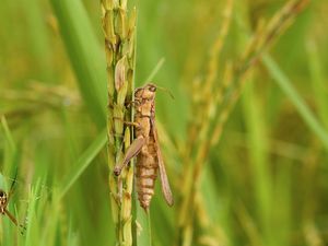 Lawan Hama dengan Serangga Lawan Hama dengan Serangga