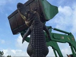 Monster Buaya 4,5 Meter di Florida Ditembak Usai Memangsa Sapi