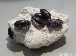 Manfaat Semut Jepang, dari Obat Asam Urat hingga Stroke Manfaat Semut Jepang, dari Obat Asam Urat hingga Stroke