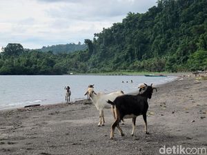 Mau Coba, Main ke Pantai Sama Kambing di Jailolo